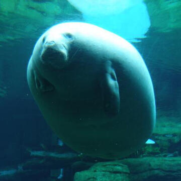 Manatees