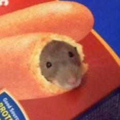 Rats