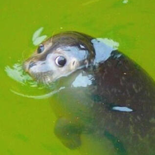 Pinnipeds