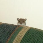 Mice