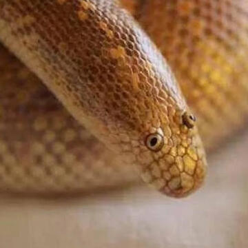 Arabian Sand Boas
