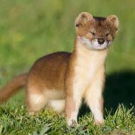 Mustelids