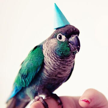 Small Parrots
