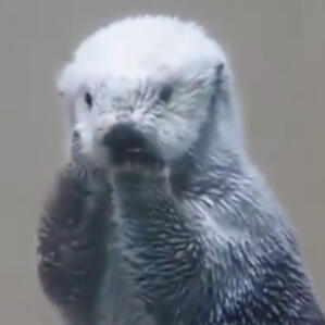 Otters