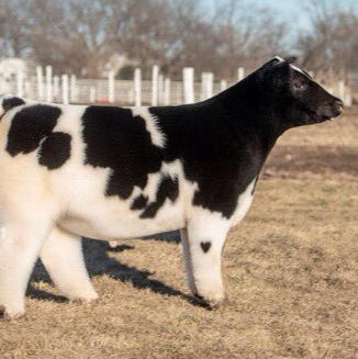 Cattle