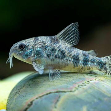 Catfish [any]