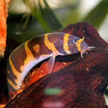 Kuhli Loaches
